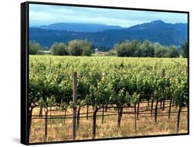 The Vineyards of Beaulieu Vineyards-null-Framed Stretched Canvas