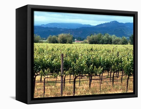 The Vineyards of Beaulieu Vineyards-null-Framed Stretched Canvas