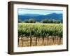 The Vineyards of Beaulieu Vineyards-null-Framed Photographic Print