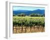 The Vineyards of Beaulieu Vineyards-null-Framed Photographic Print