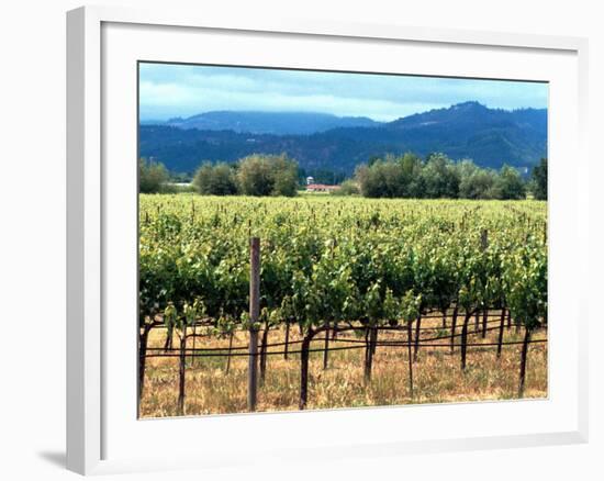 The Vineyards of Beaulieu Vineyards-null-Framed Photographic Print