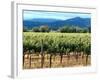 The Vineyards of Beaulieu Vineyards-null-Framed Photographic Print