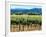 The Vineyards of Beaulieu Vineyards-null-Framed Photographic Print