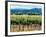 The Vineyards of Beaulieu Vineyards-null-Framed Photographic Print