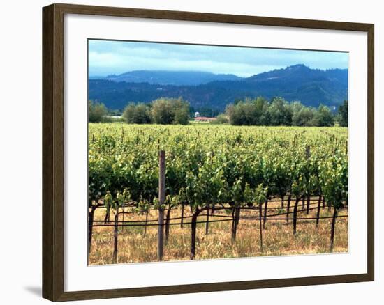 The Vineyards of Beaulieu Vineyards-null-Framed Photographic Print