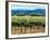 The Vineyards of Beaulieu Vineyards-null-Framed Photographic Print