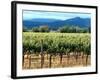 The Vineyards of Beaulieu Vineyards-null-Framed Photographic Print