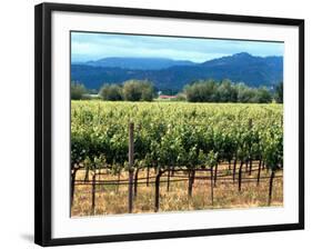 The Vineyards of Beaulieu Vineyards-null-Framed Photographic Print