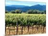 The Vineyards of Beaulieu Vineyards-null-Mounted Photographic Print