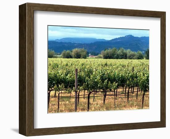 The Vineyards of Beaulieu Vineyards-null-Framed Photographic Print