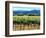 The Vineyards of Beaulieu Vineyards-null-Framed Photographic Print