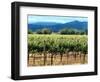 The Vineyards of Beaulieu Vineyards-null-Framed Photographic Print