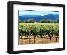 The Vineyards of Beaulieu Vineyards-null-Framed Photographic Print