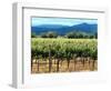 The Vineyards of Beaulieu Vineyards-null-Framed Photographic Print