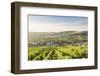 The vineyards of Sancerre above Chavignol, Cher, Centre, France, Europe-Julian Elliott-Framed Photographic Print