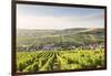 The vineyards of Sancerre above Chavignol, Cher, Centre, France, Europe-Julian Elliott-Framed Photographic Print