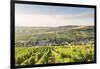 The vineyards of Sancerre above Chavignol, Cher, Centre, France, Europe-Julian Elliott-Framed Photographic Print