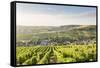 The vineyards of Sancerre above Chavignol, Cher, Centre, France, Europe-Julian Elliott-Framed Stretched Canvas