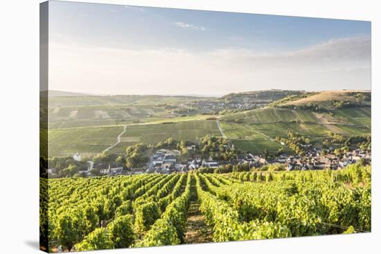 The vineyards of Sancerre above Chavignol, Cher, Centre, France, Europe-Julian Elliott-Stretched Canvas