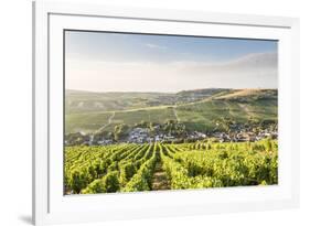 The vineyards of Sancerre above Chavignol, Cher, Centre, France, Europe-Julian Elliott-Framed Photographic Print