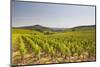 The Vineyards of Sancerre in the Loire Valley, Cher, Centre, France, Europe-Julian Elliott-Mounted Photographic Print