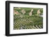 The Vineyards of the Douro Valley above Pinhao are Set on Terraced Hillsides above the Douro River.-Julianne Eggers-Framed Photographic Print