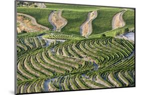 The Vineyards of the Douro Valley above Pinhao are Set on Terraced Hillsides above the Douro River.-Julianne Eggers-Mounted Photographic Print