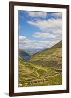 The Vineyards of the Douro Valley above Pinhao are Set on Terraced Hillsides above the Douro River.-Julianne Eggers-Framed Photographic Print