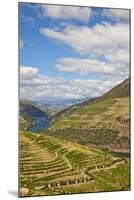 The Vineyards of the Douro Valley above Pinhao are Set on Terraced Hillsides above the Douro River.-Julianne Eggers-Mounted Photographic Print