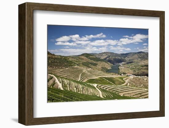 The Vineyards of the Douro Valley above Pinhao are Set on Terraced Hillsides above the Douro River.-Julianne Eggers-Framed Photographic Print