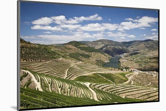 The Vineyards of the Douro Valley above Pinhao are Set on Terraced Hillsides above the Douro River.-Julianne Eggers-Mounted Photographic Print