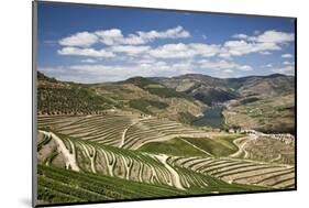 The Vineyards of the Douro Valley above Pinhao are Set on Terraced Hillsides above the Douro River.-Julianne Eggers-Mounted Photographic Print