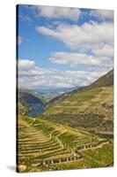 The Vineyards of the Douro Valley above Pinhao are Set on Terraced Hillsides above the Douro River.-Julianne Eggers-Stretched Canvas