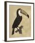 The Vintage Toucan I-Maria Mendez-Framed Giclee Print