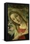 The Virgin and Child Surrounded by Angels-Sandro Botticelli-Framed Stretched Canvas