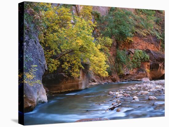 The Virgin River Flows Through the Narrows, Zion National Park, Utah, Usa-Dennis Flaherty-Stretched Canvas