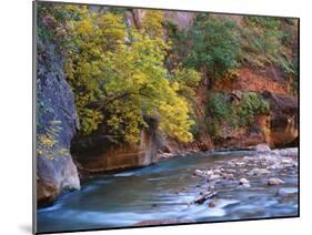 The Virgin River Flows Through the Narrows, Zion National Park, Utah, Usa-Dennis Flaherty-Mounted Photographic Print