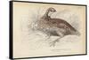 The Virginian Quail-Julius Stewart-Framed Stretched Canvas