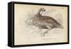 The Virginian Quail-Julius Stewart-Framed Stretched Canvas