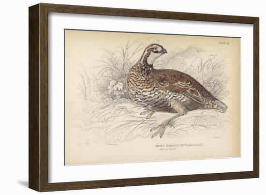 The Virginian Quail-Julius Stewart-Framed Giclee Print