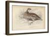 The Virginian Quail-Julius Stewart-Framed Giclee Print