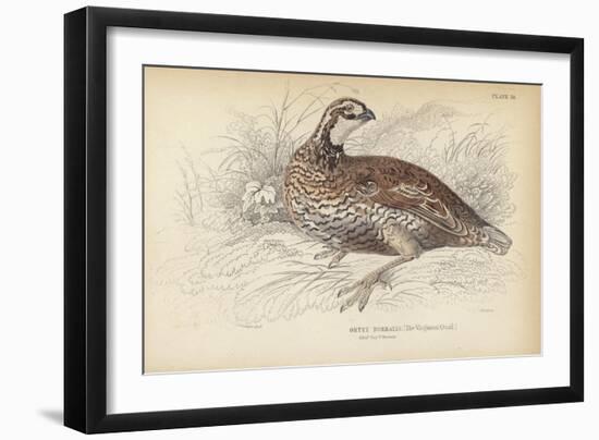 The Virginian Quail-Julius Stewart-Framed Giclee Print