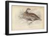 The Virginian Quail-Julius Stewart-Framed Giclee Print