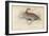 The Virginian Quail-Julius Stewart-Framed Giclee Print