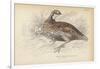 The Virginian Quail-Julius Stewart-Framed Giclee Print