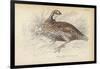 The Virginian Quail-Julius Stewart-Framed Giclee Print