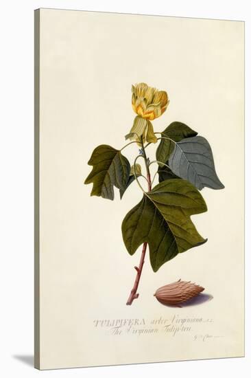 The Virginian Tulip Tree, C.1743-Georg Dionysius Ehret-Stretched Canvas