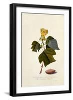 The Virginian Tulip Tree, C.1743-Georg Dionysius Ehret-Framed Giclee Print