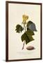 The Virginian Tulip Tree, C.1743-Georg Dionysius Ehret-Framed Giclee Print