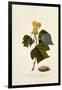 The Virginian Tulip Tree, C.1743-Georg Dionysius Ehret-Framed Giclee Print